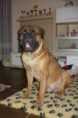 /album/fotogalerie/bullstiff-nostra-caesar-ii-21-mesicu-i-jpg/